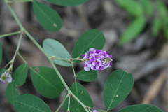 Desmodium heterocarpon var. heterocarpon